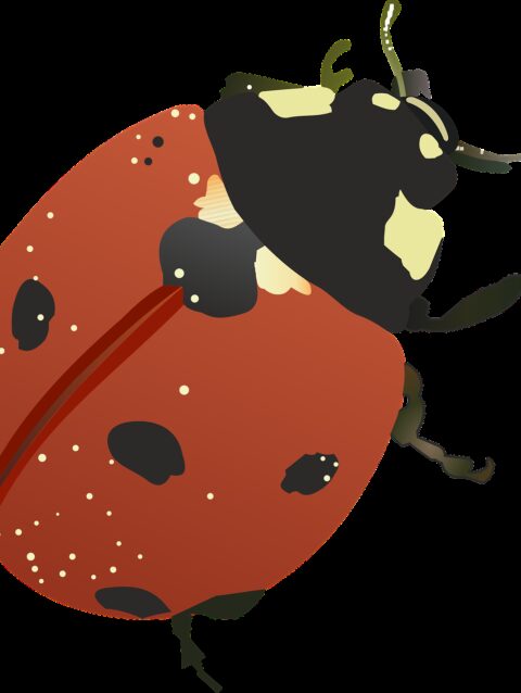 good luck, bug, vector