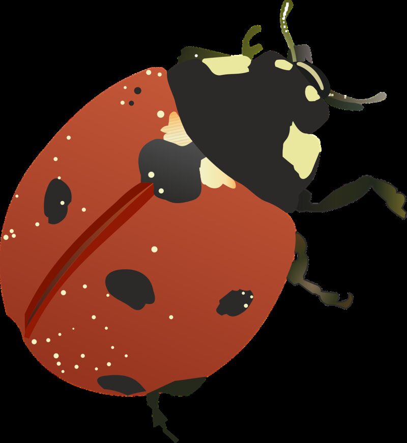 good luck, bug, vector