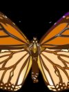 butterfly, drawing, graphics