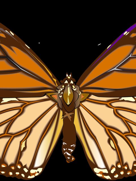 butterfly, drawing, graphics