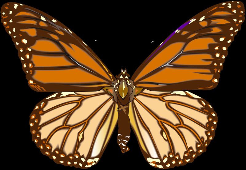 butterfly, drawing, graphics