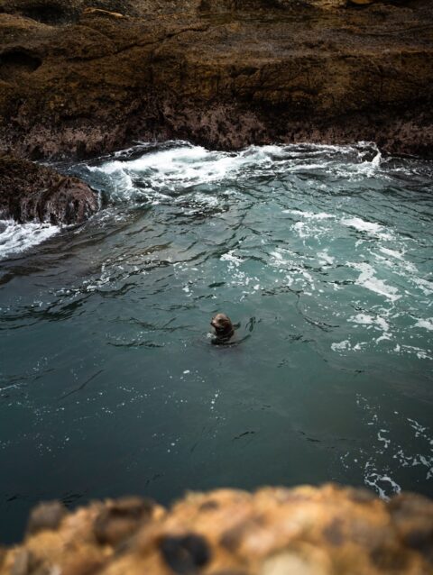 A person swimming in a body of water