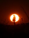 A person standing in a field with the sun in the background