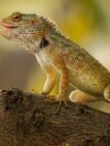 lizard, garden lizard, tree