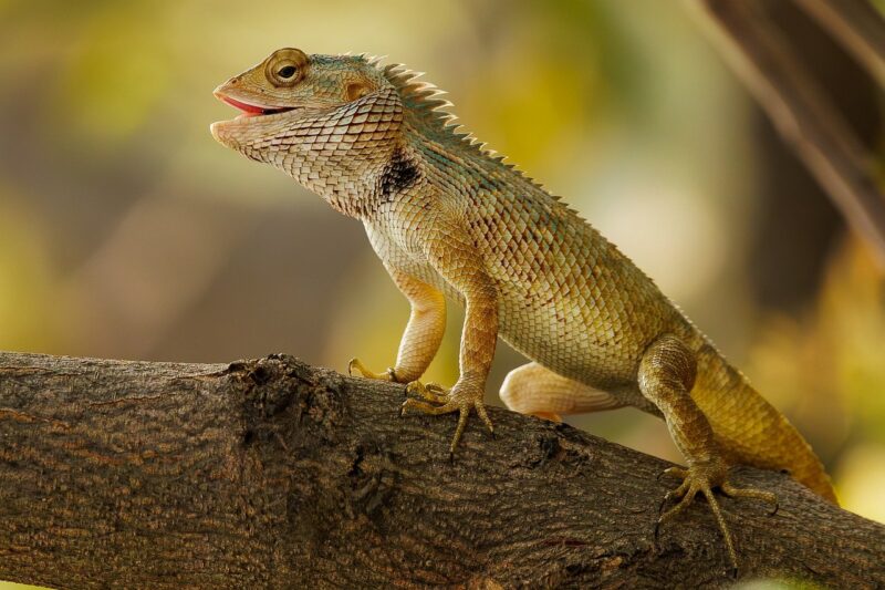 lizard, garden lizard, tree