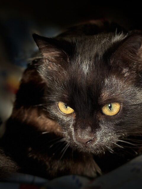cat, animal, mammal