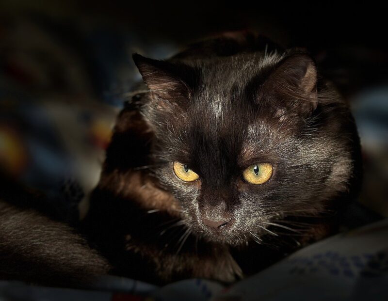 cat, animal, mammal