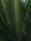 A close up of a palm tree with a sky background