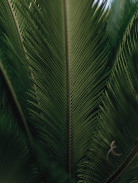 A close up of a palm tree with a sky background