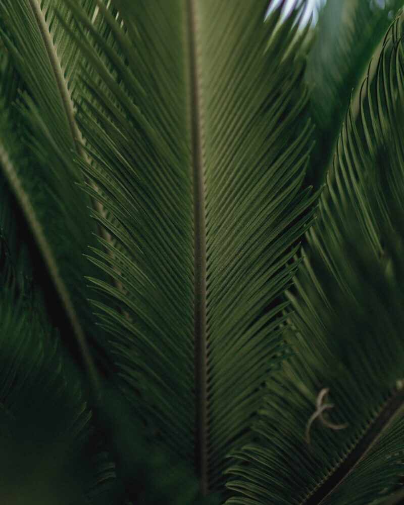 A close up of a palm tree with a sky background