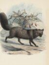 gray cat painting