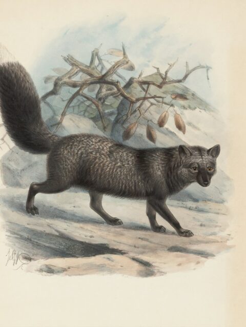 gray cat painting