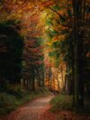 A dirt road surrounded by trees and leaves