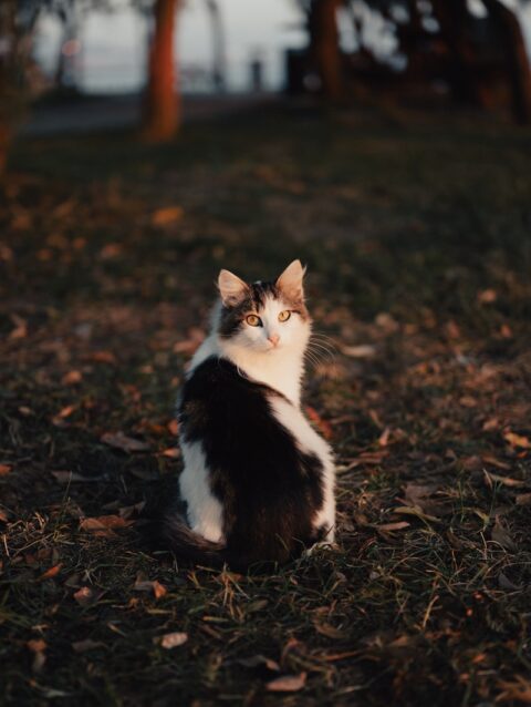 A black and white cat sitting in the grass