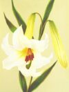 white-petaled flower illustration
