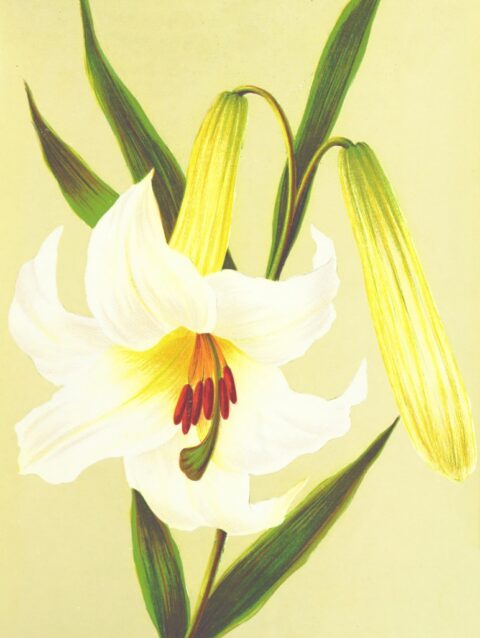 white-petaled flower illustration