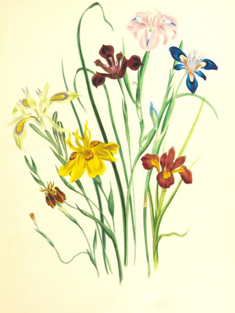 yellow and purple flowers painting