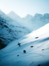 a couple of animals walking across a snow covered slope