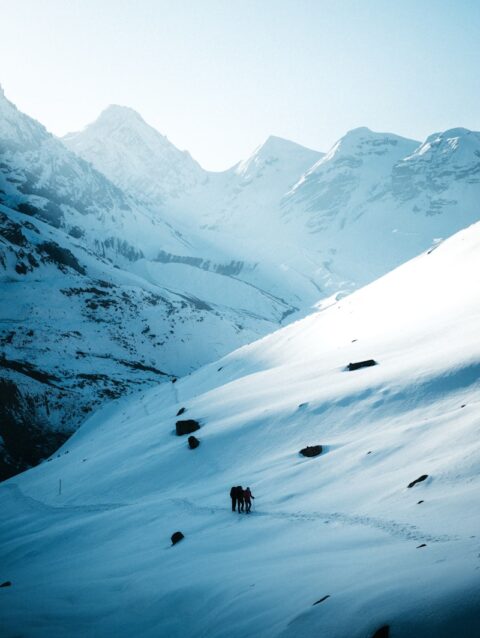 a couple of animals walking across a snow covered slope