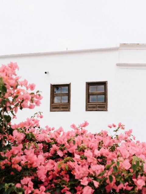 A white building with three windows surrounded by pink flowers