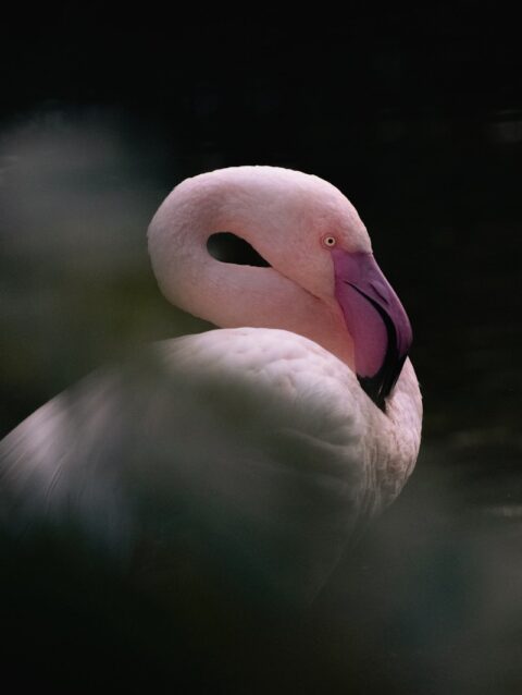 A white bird with a pink beak sitting in the water