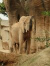 A large elephant standing next to a tree