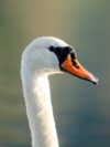 A close up of a white swan with an orange beak