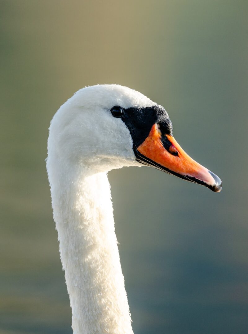 A close up of a white swan with an orange beak