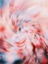 A blurry photo of a bunch of flowers