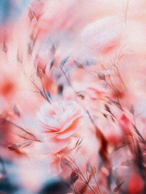A blurry photo of a bunch of flowers