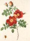 red flower with green leaves painting