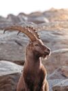 A goat with long horns sitting on a rock
