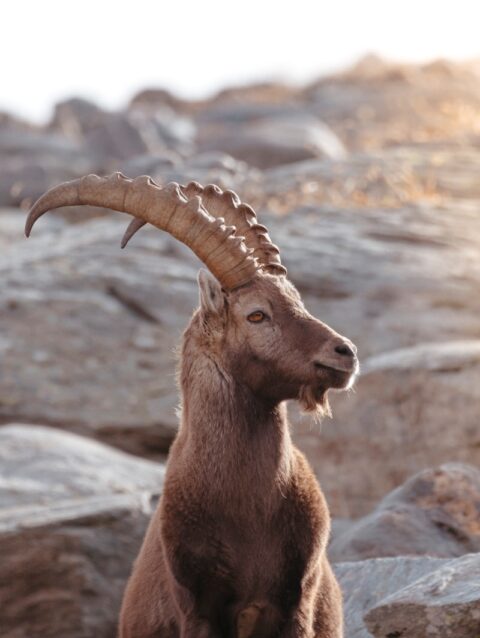 A goat with long horns sitting on a rock
